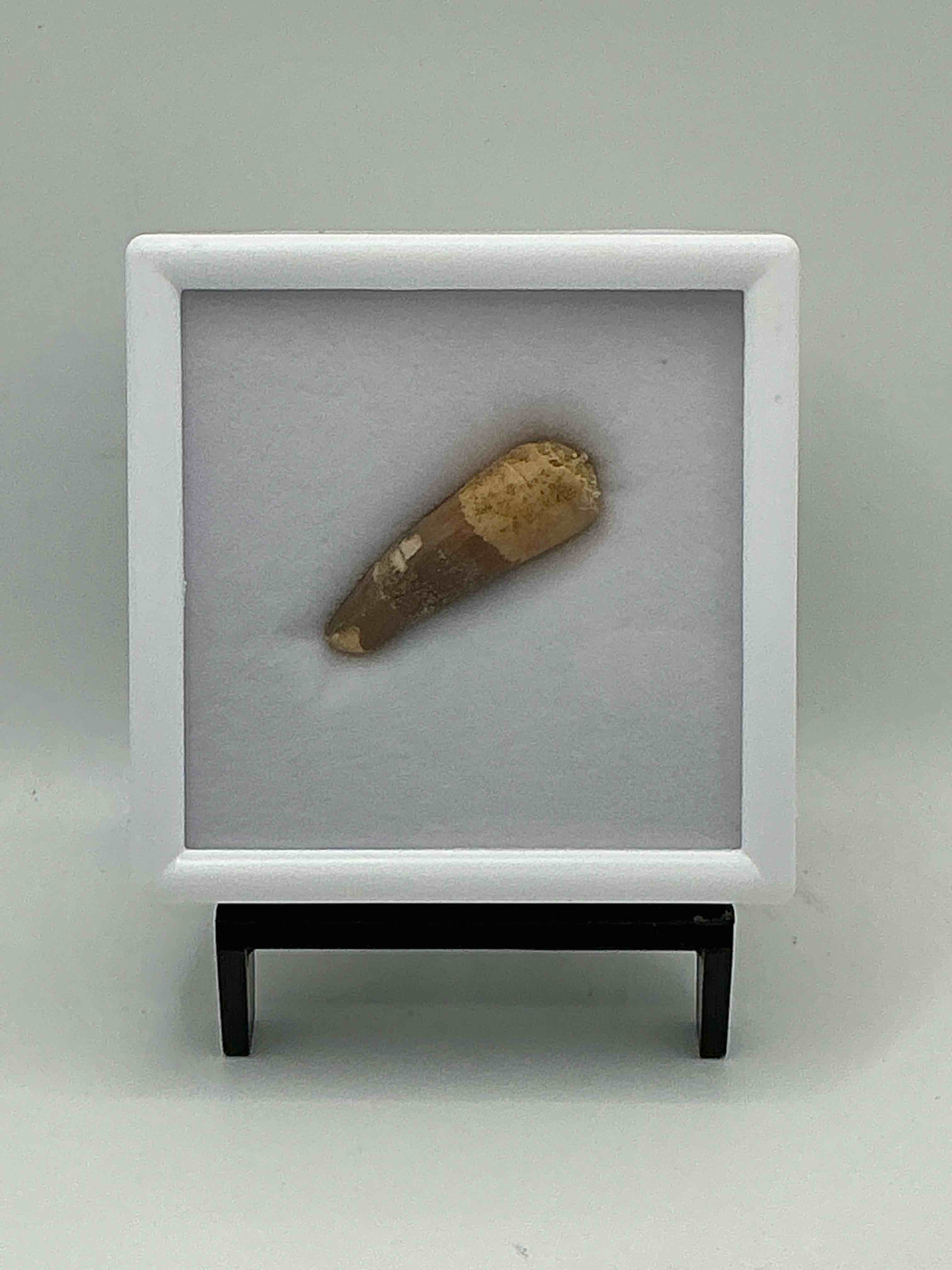 Condition photo showing Good Condition for Spinosaurus Dinosaur Tooth, Genuine! Wow! Authentic Fossilized Spinosaurus Tooth! This Tooth Is From A Real, Fossilized Spinosaurs Dinosaur, From The Cretaceous Period (Living 112-97 Million Years Ago!). Tooth Was Dug From A Fossil Site In The Kem Kem Region Of Eastern Morocco. Spinosaurus Was Larger Than T Rex & Was Likely The Largest Land Dwelling Meat-Eating Dinosaur Ever. It Is Estimated To Have Been Up To 49 Feet In Length & Weighed Seven To Twenty Tons! It Had Distinctive Spines On It's Back Up To Five Feet Long! Tooth Comes With Cool Display Case! Own A Real, Rare Fossilized Dinosaur Tooth!