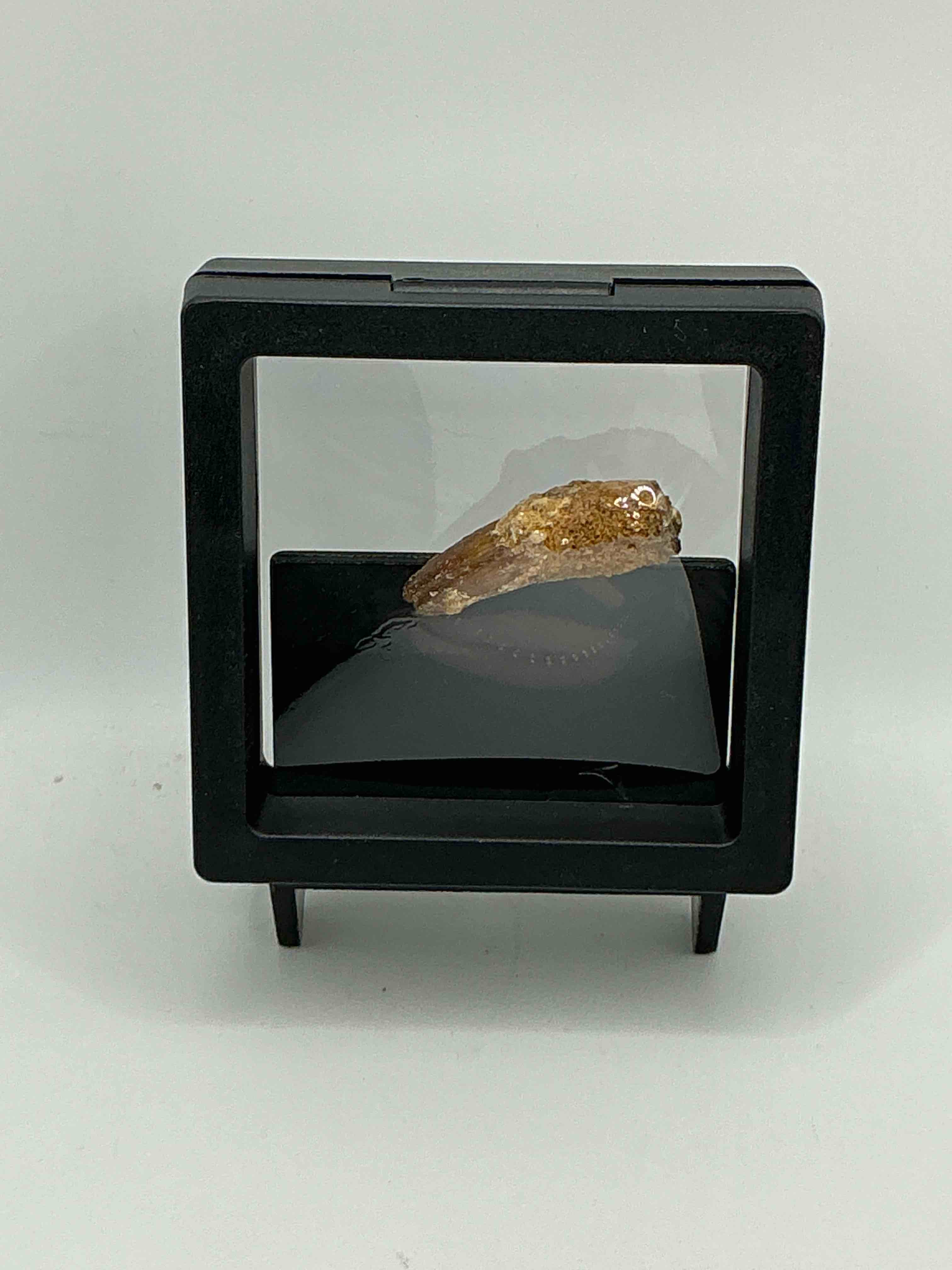 Condition photo showing Good Condition for Spinosaurus Dinosaur Tooth, Genuine! Wow! Authentic Fossilized Spinosaurus Tooth! This Tooth Is From A Real, Fossilized Spinosaurs Dinosaur, From The Cretaceous Period (Living 112-97 Million Years Ago!). Tooth Was Dug From A Fossil Site In The Kem Kem Region Of Eastern Morocco. Spinosaurus Was Larger Than T Rex & Was Likely The Largest Land Dwelling Meat-Eating Dinosaur Ever. It Is Estimated To Have Been Up To 49 Feet In Length & Weighed Seven To Twenty Tons! It Had Distinctive Spines On It's Back Up To Five Feet Long! Tooth Comes With Cool Display Case! Own A Real, Rare Fossilized Dinosaur Tooth!