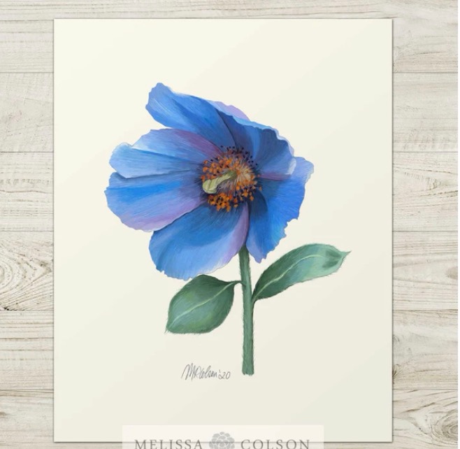 Canvas Art Framed Poppy On Blue By Miche