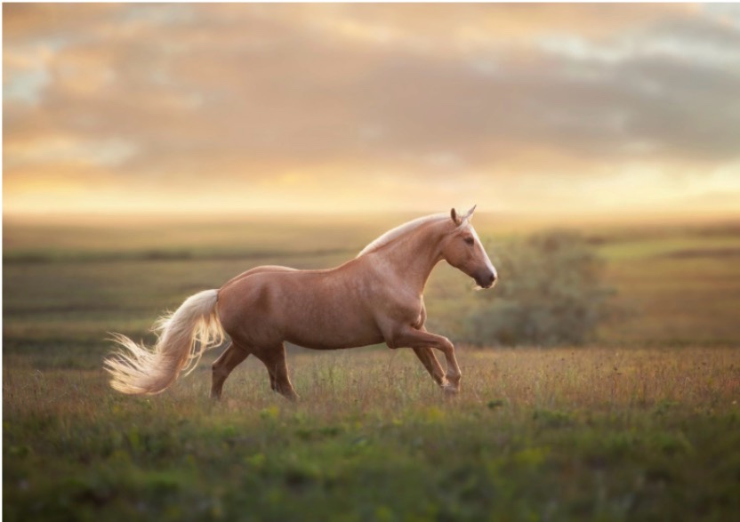 "Palomino Horse At Sunset " 