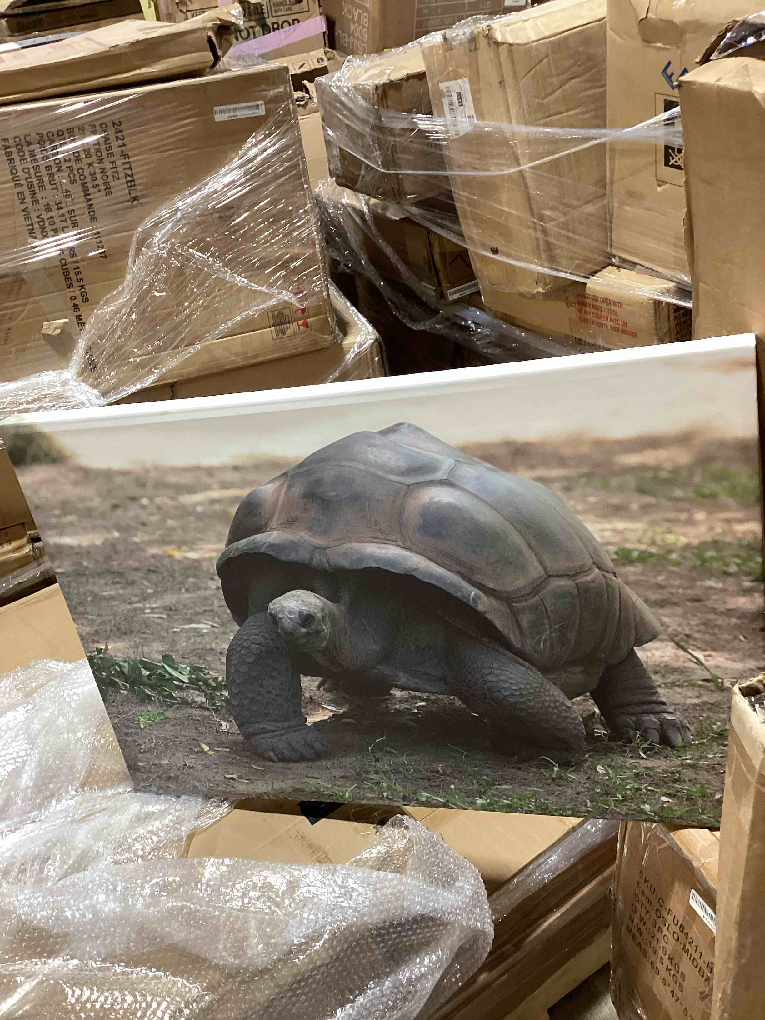 Condition photo showing Good Condition for giant tortoise "30" w x 20" h canvas picture