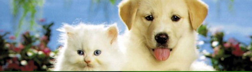 Pack of 4 This Bookmark Compliments of Medical Arts Press