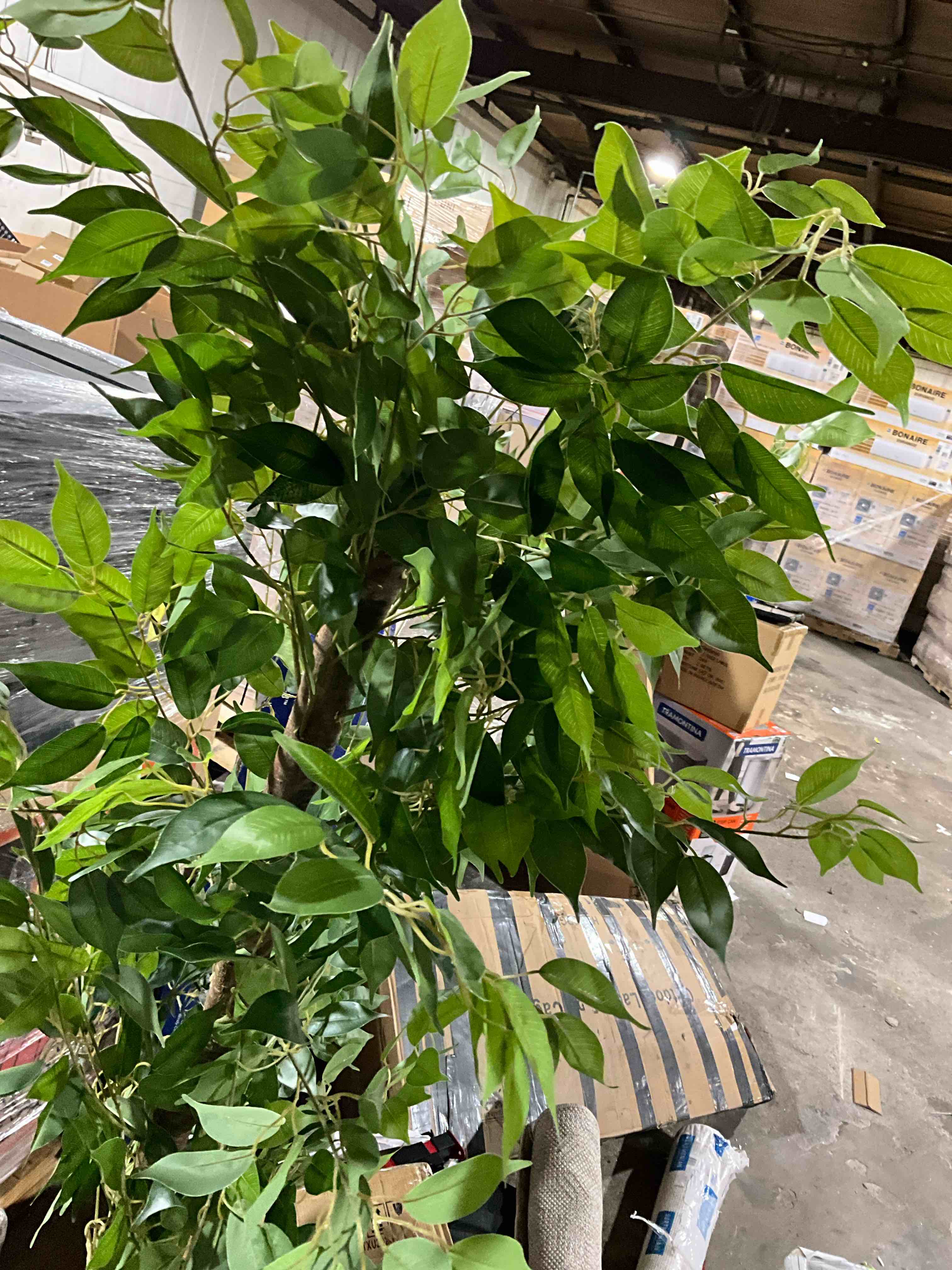 Condition photo showing Good Condition for 7ft artificial ficus tree with natural wood trunk and lifelike leaves, silk fake potted tree with wood branches, faux tree for office home decor