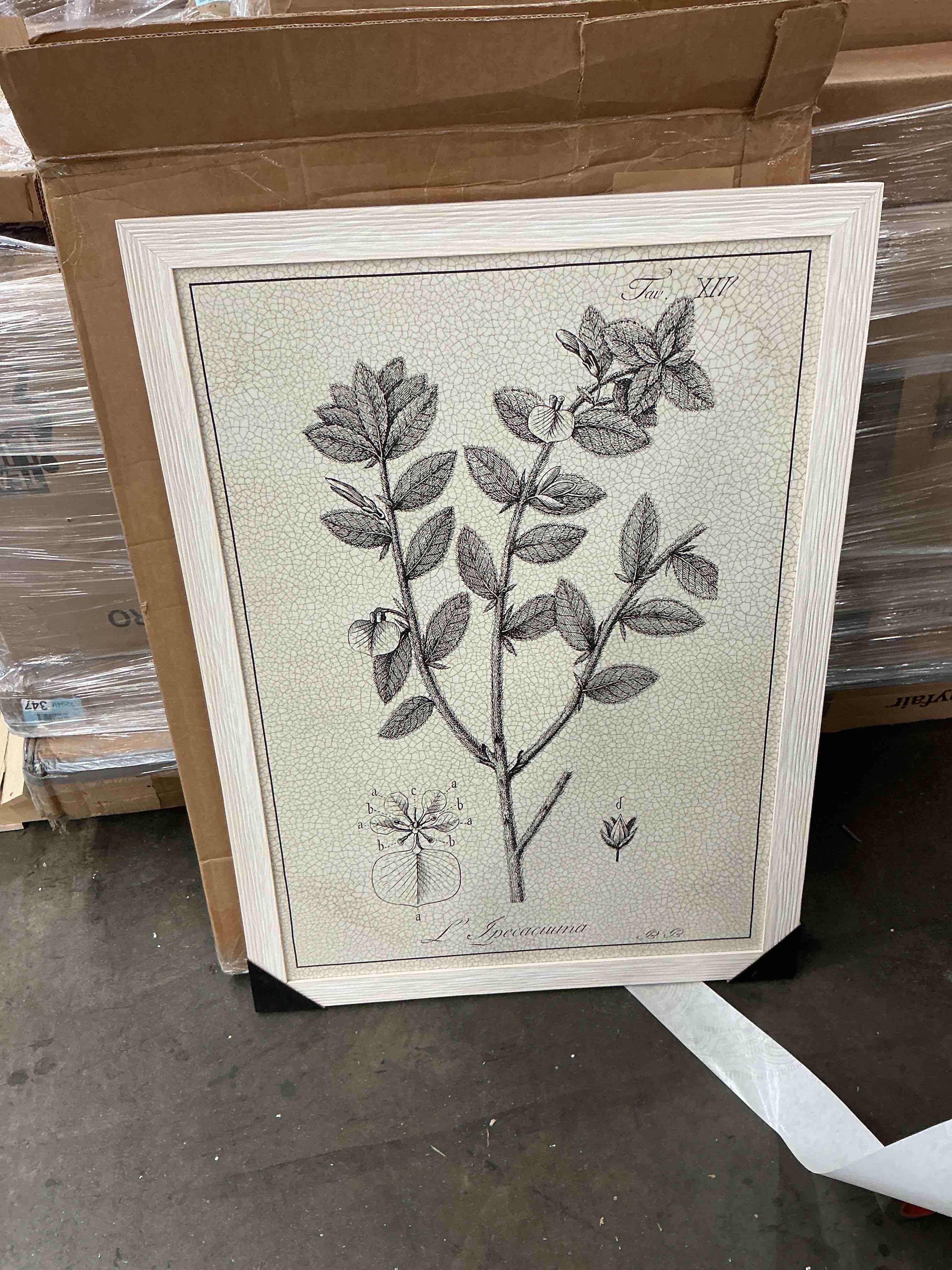 Condition photo showing As Is for artdirect antique black and white botanical viii picture frame