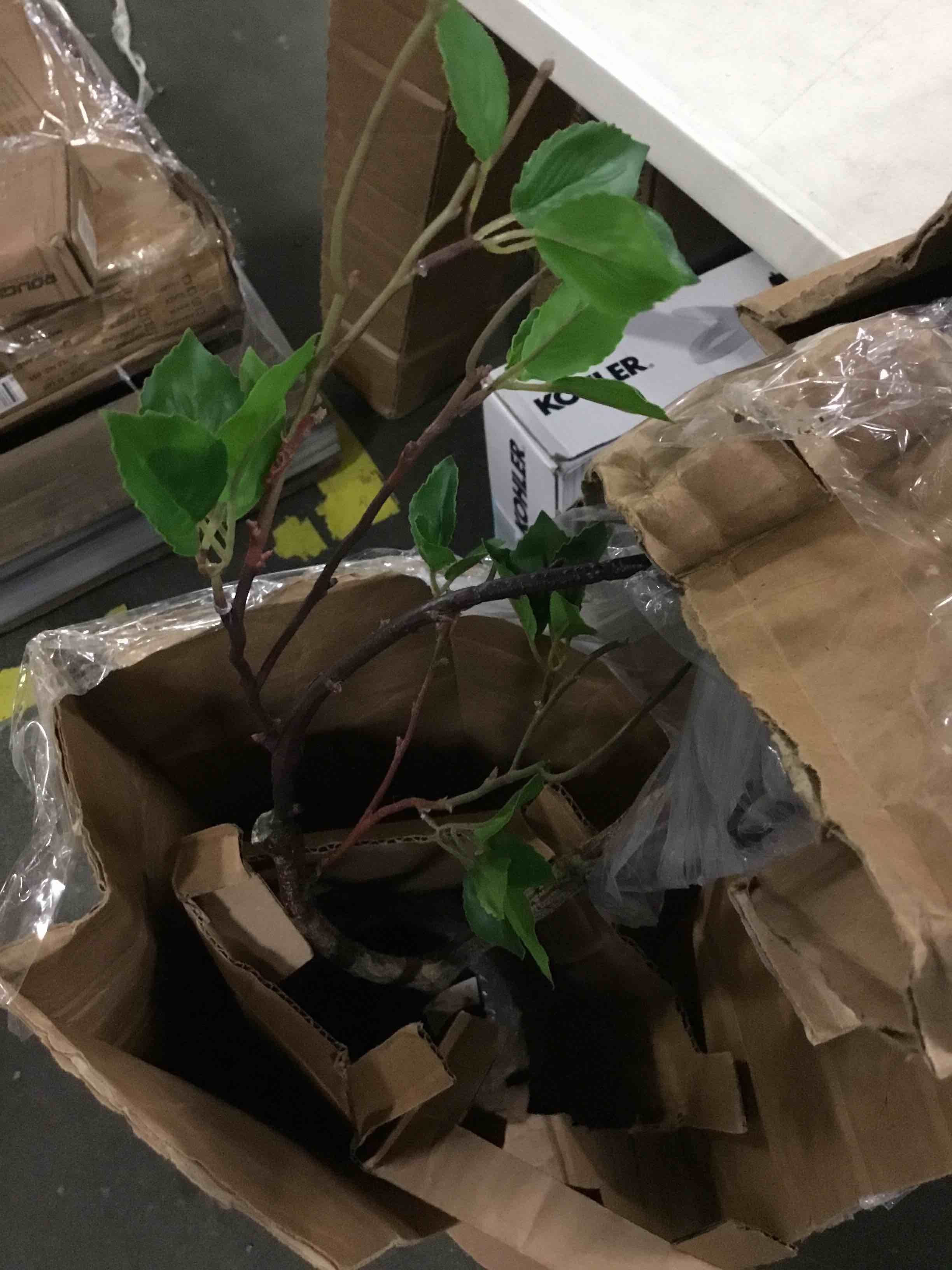 https://s3.amazonaws.com/lotting-images-prod/bidfta/GRN5148351_1696507936139.jpeg