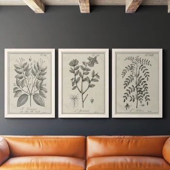 Antique Black and White Botanical VII - 3 Piece Picture Frame Drawing Print Set on Canvas white frames 