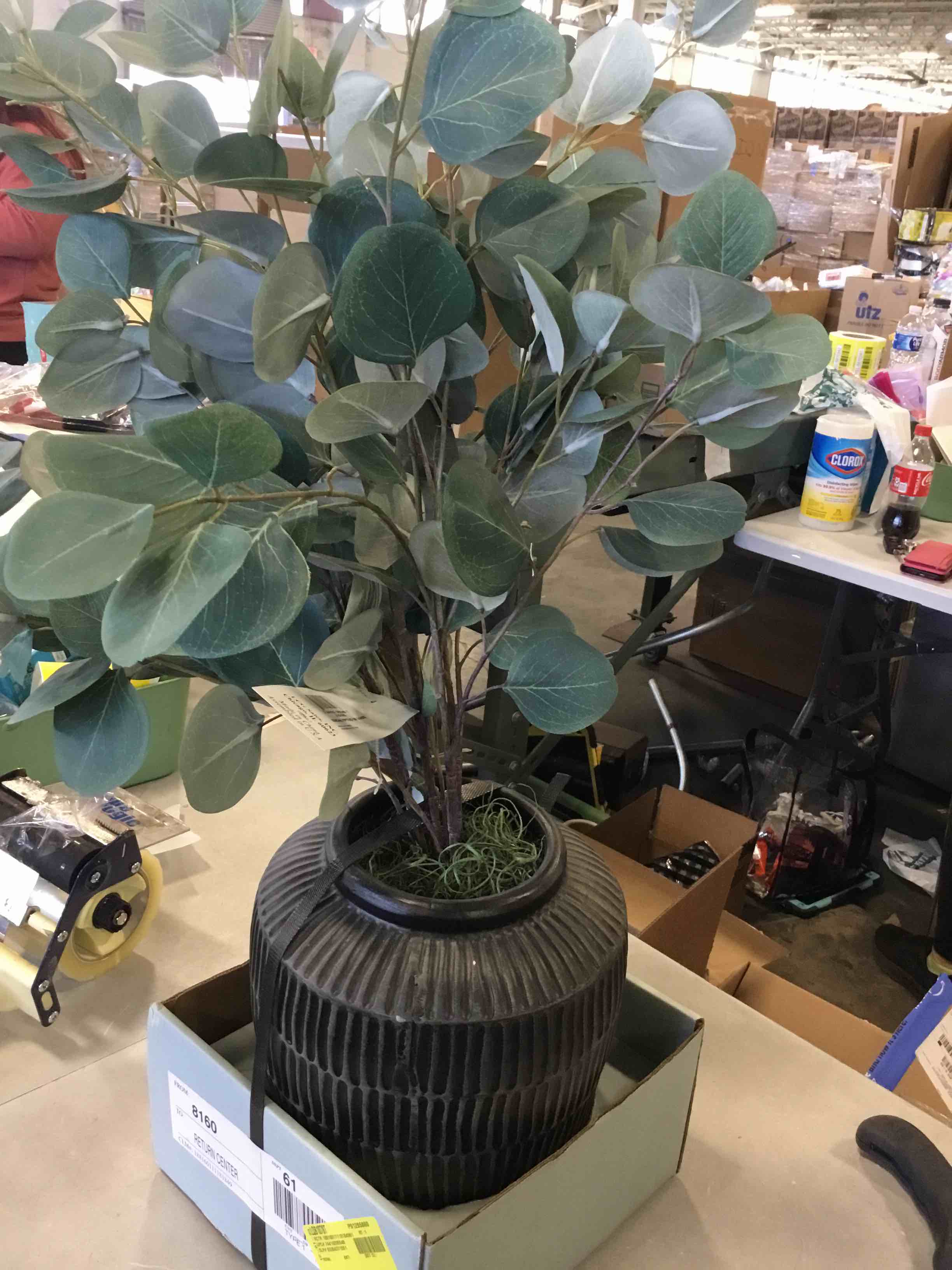 Eucalyptus in vase 