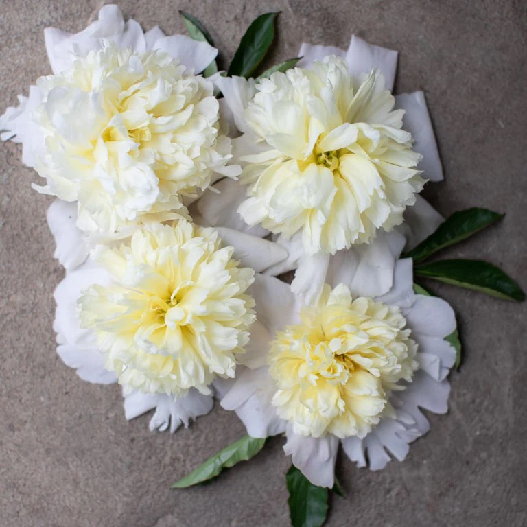 Miscellaneous Artificial Flowers