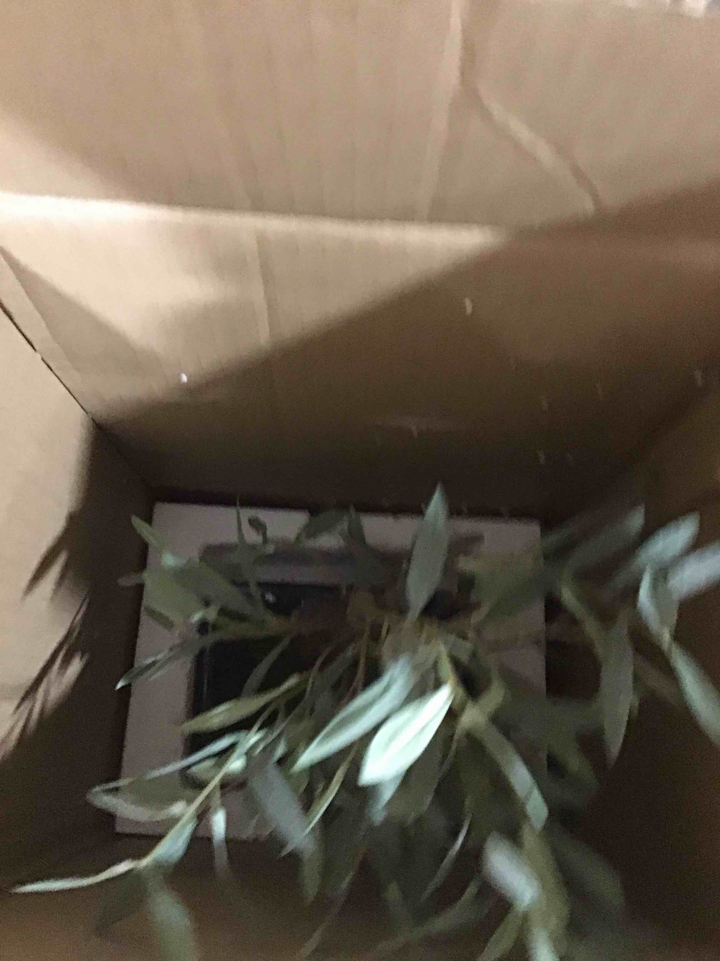 https://s3.amazonaws.com/lotting-images-prod/bidfta/ORG5772352_1710956044666.jpeg