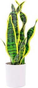 Hollyone Artificial Snake Plant Potted Faux Sansevieria Trifasciata Plants, 17" Tropical Fake Plants in White Pots for Home Office Room Indoor Decor Housewarming Gifts