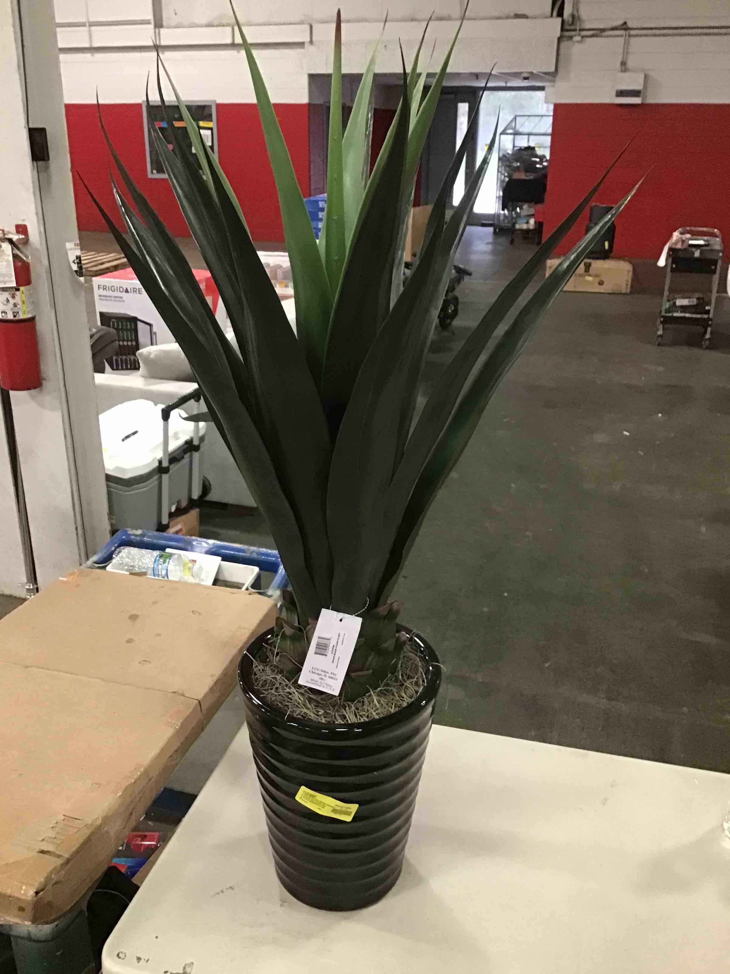 Designs by Lauren agave black floor plant