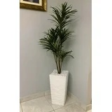 Designs by Lauren. Dieffenbachia floor plant