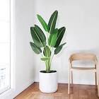 Amyove 60 inchs Artificial Tree Bird of Paradise with 10 Trunks, 5 Feet Faux Plant Fake Banana Tree Plant with Pot for Home, Decor, Indoor, Outdoor, Living Room, Office-1Pack