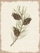 Pine Cone Botanical I Gallery