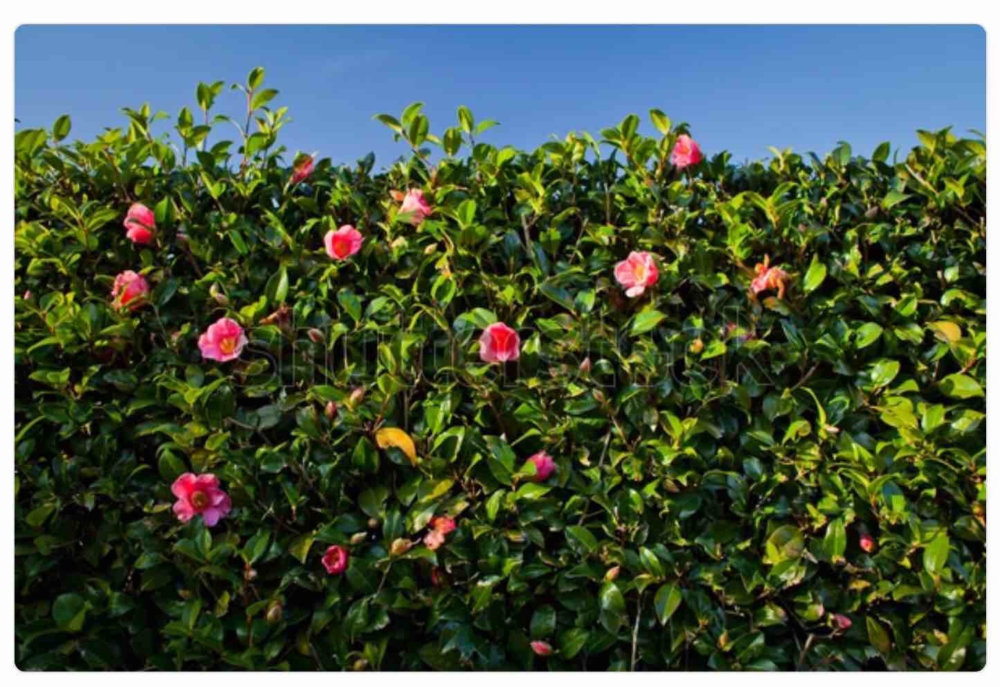 Camellia - A Beautiful Hedge Plant with pink flowers.