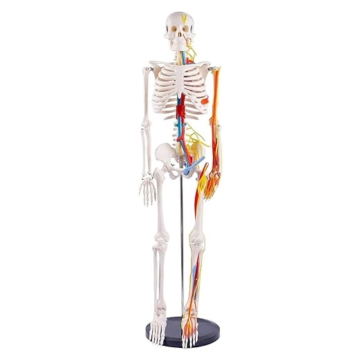 Mini Human Skeleton Model 33.4 inches - 85cm Human Skeleton Model with Metal Stand, Removable Arms and Legs Painted and Numbered Muscle Insertion and Origin Points