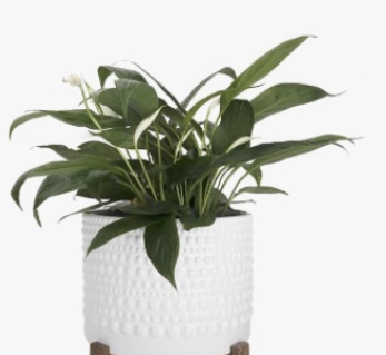 La Jolie Muse Ceramic Planter Flower Plant Pots- Concave Dot Patterned Cylinder Flower Pot W/ Drain Hole for Indoor, Ivory