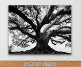 Tree of Life Black & White Photo 16x20 Stretched Canvas Poster-Branches of Old Tree in Monochrome Photography for Living Room Decor, Nature Wood Landscape, Vintage Dramatic Aged Tree Art -Home Offices