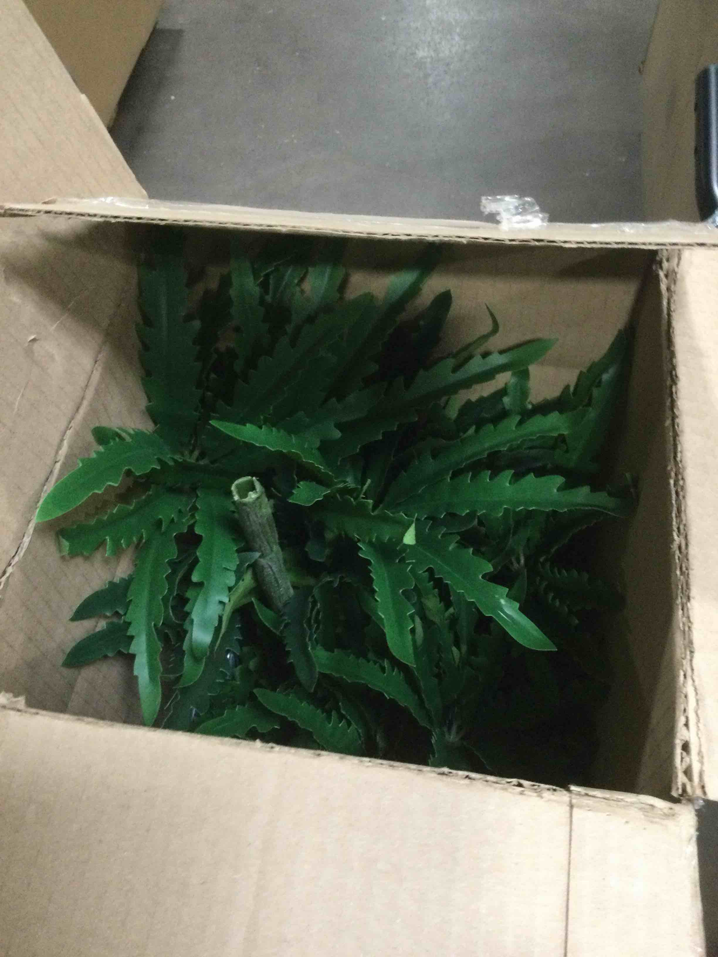 Artificial Money Tree - 5 FT Fake Plants Tree with Pot - Large Faux Plants Indoor with Lifelike Foliage Branches - Artificial False Aralia Plants for Home Office Living Room Decor Indoor