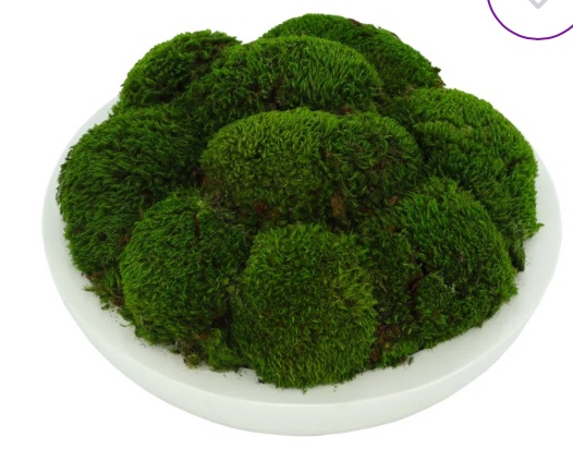Vanora Preserved Moss Plant in Planter