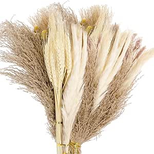 Dried Pampas Grass