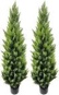 AfanD Green Melody for decorating home AfanD Artificial cedar tree 4ft (2pack)