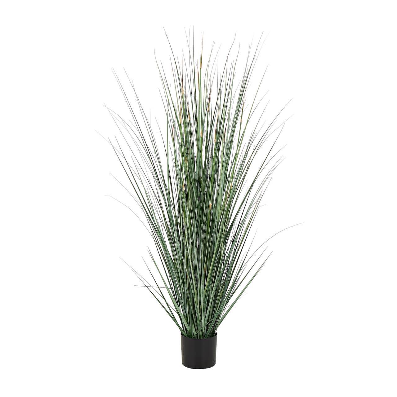 5” onion grass in black plastic pot
