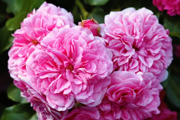 pink Centifolia the Provence rose 8x12