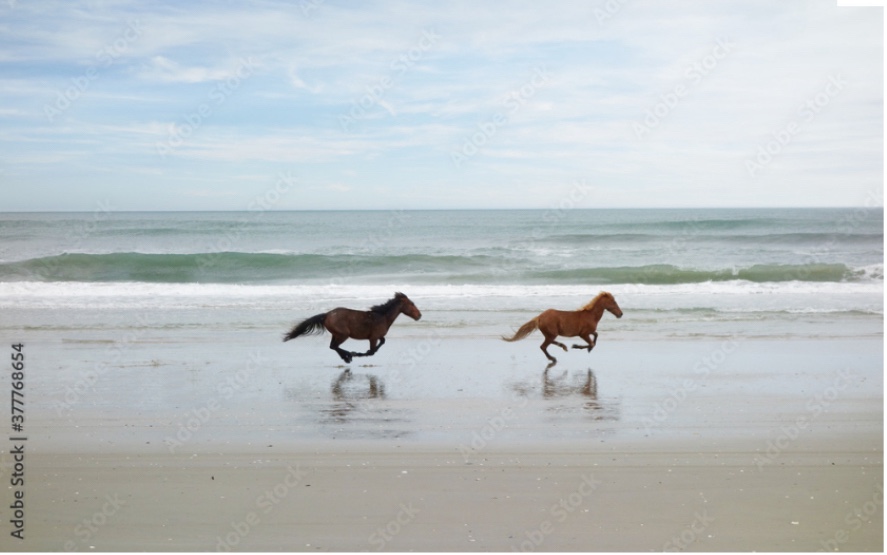 Two Wild Horses by Zimmytws - Wrapped Canvas Photograph