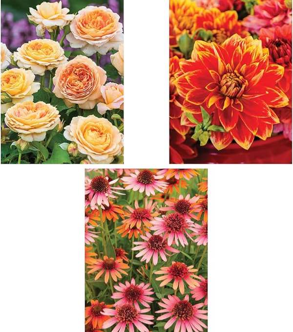 Bits and Pieces - Value Set of Three (3) - 300 Piece Jigsaw Puzzles for Adults - Large Piece 300 pc Colorful Nature Jigsaws Bundle by Artist Iris Sage - 18” x 24”