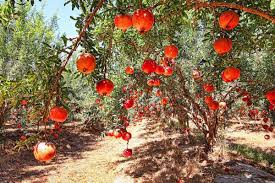 Harek Pomegranate Orchard