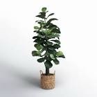 66'' Faux Fiddle Leaf Fig Tree in Wicker/Rattan Basket