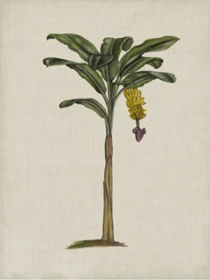 Trademark Fine Art 'British Palms III' Canvas Art by Naomi McCavitt 30 inc X 40 inc 