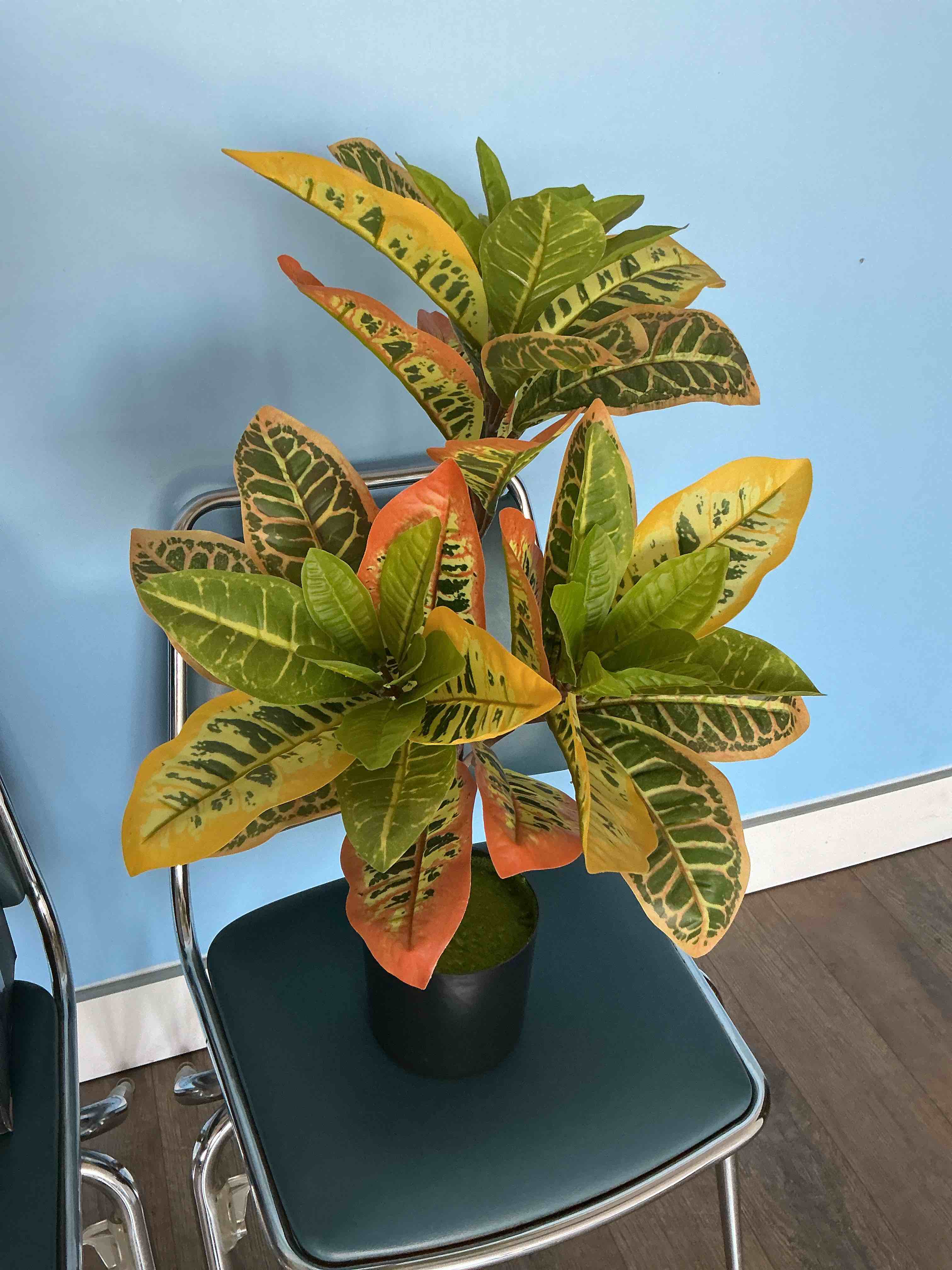 Condition photo showing Good Condition for Faux Croton Tree, 27''H with Colorful Leaves, Potted Faux Croton Palm Decoration, Faux Plants for Indoor Home Decoration