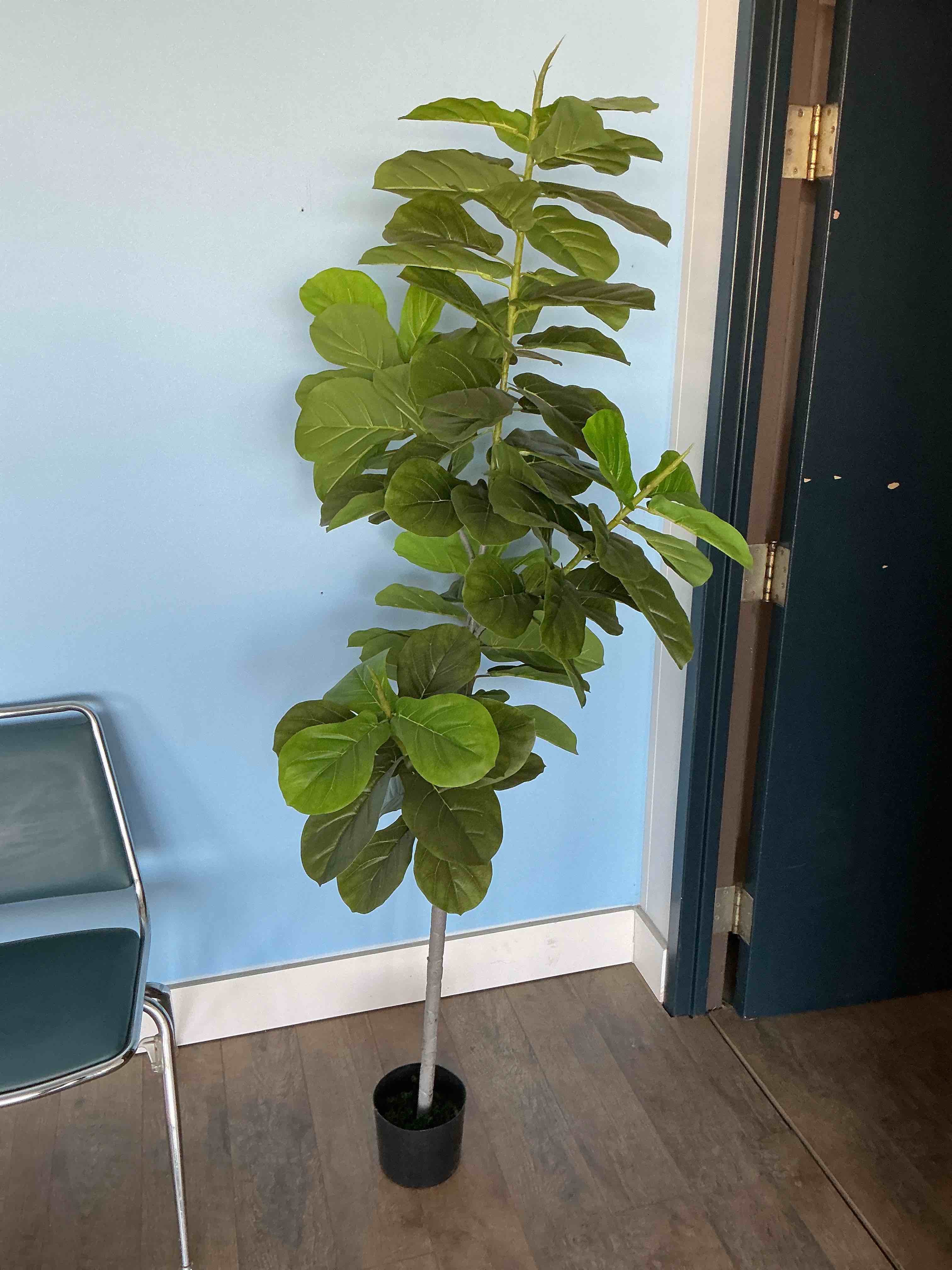 Condition photo showing Good Condition for Green Artificial Fiddle Leaf Fig Tree 6 Ft Tall Faux Tropical Foliage in Black Nursery Planter - 72 inches