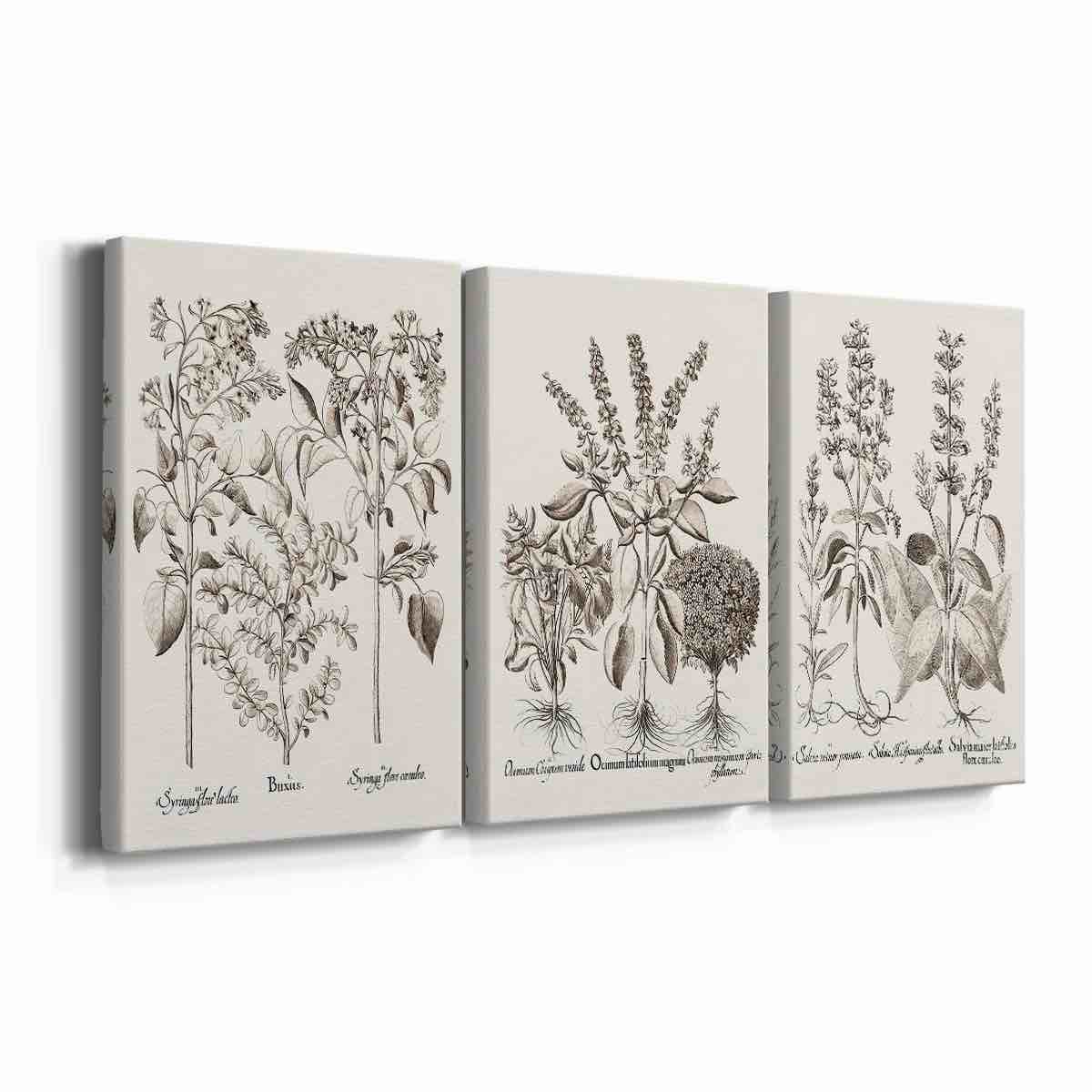 Sepia Besler Botanicals I -Custom Wrapped Gallery Canvas - 3 Pieces (Set of 3)