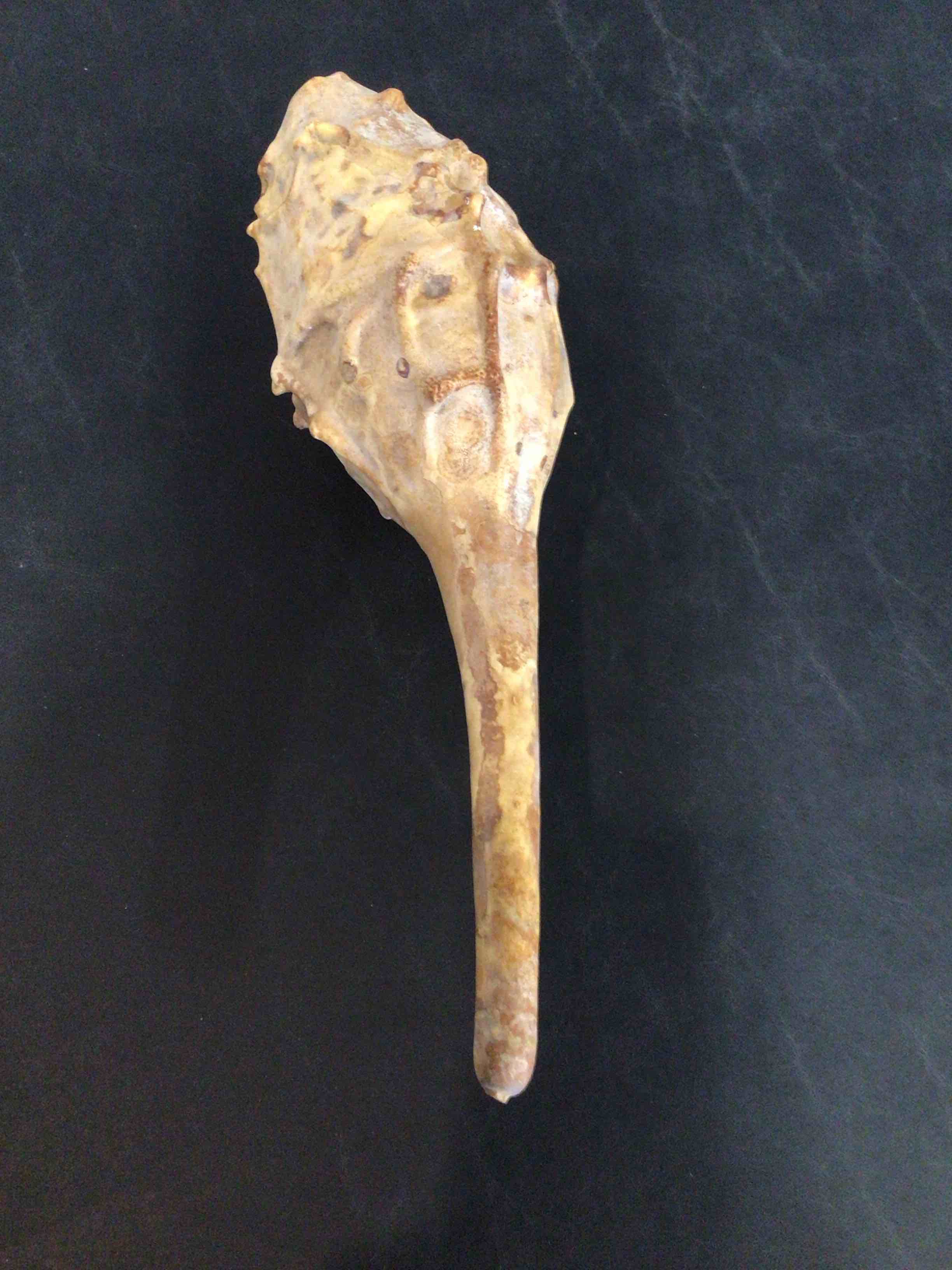 Antique 18 Inch Gourd