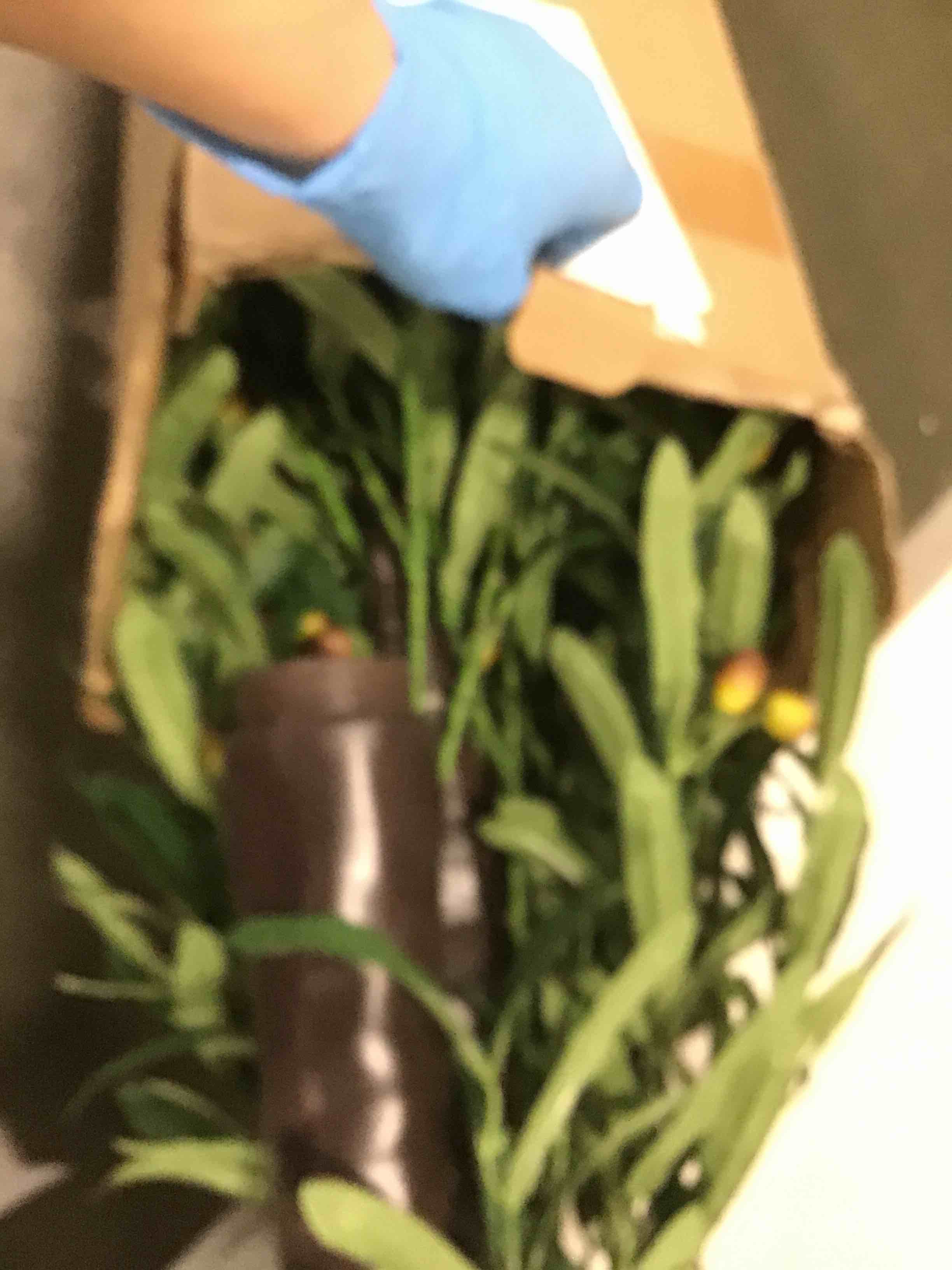 https://s3.amazonaws.com/lotting-images-prod/bidfta/PPE1356554_1741609820841.jpeg