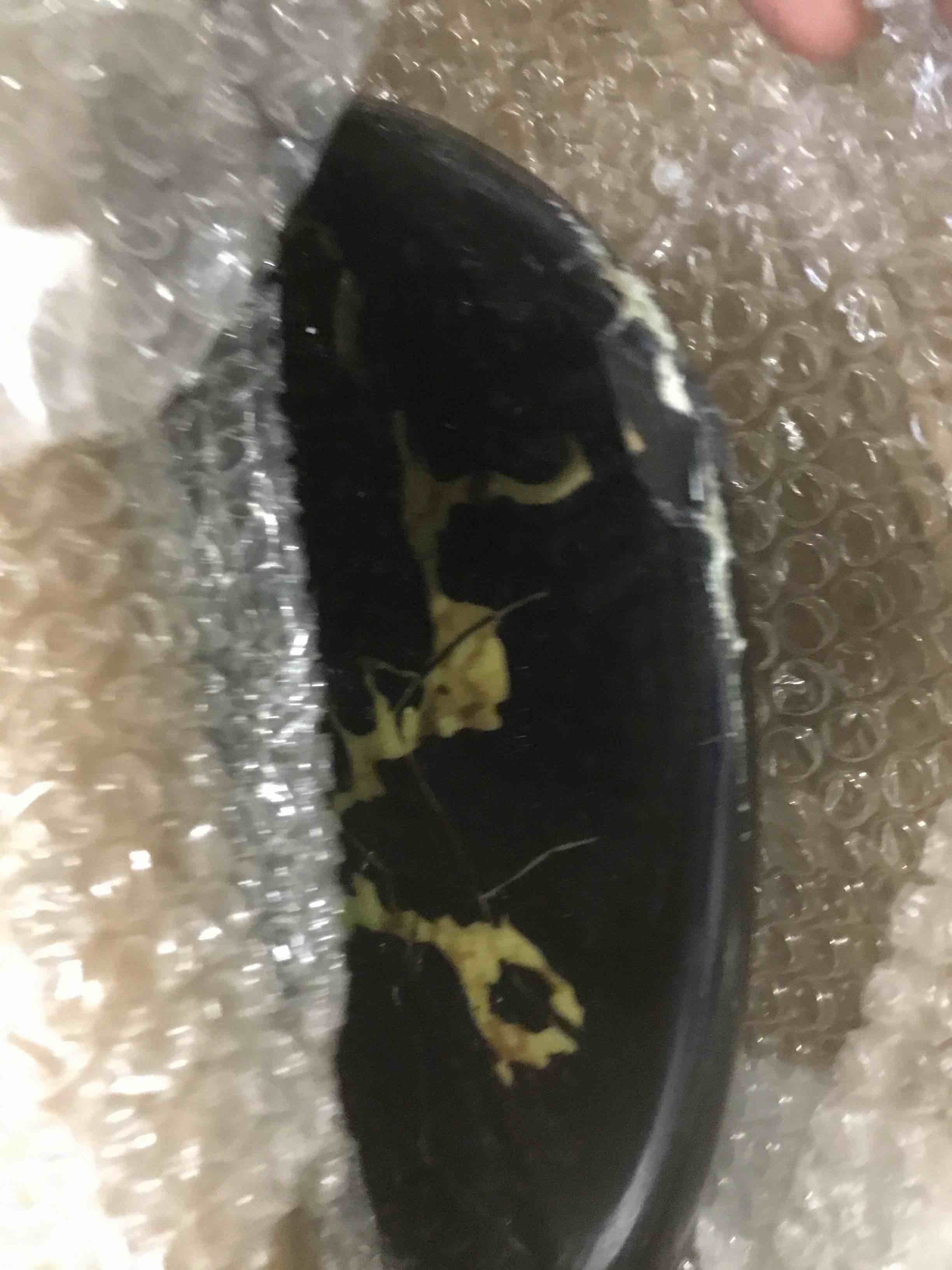 https://s3.amazonaws.com/lotting-images-prod/bidfta/PPE2129812_1741982090718.jpeg
