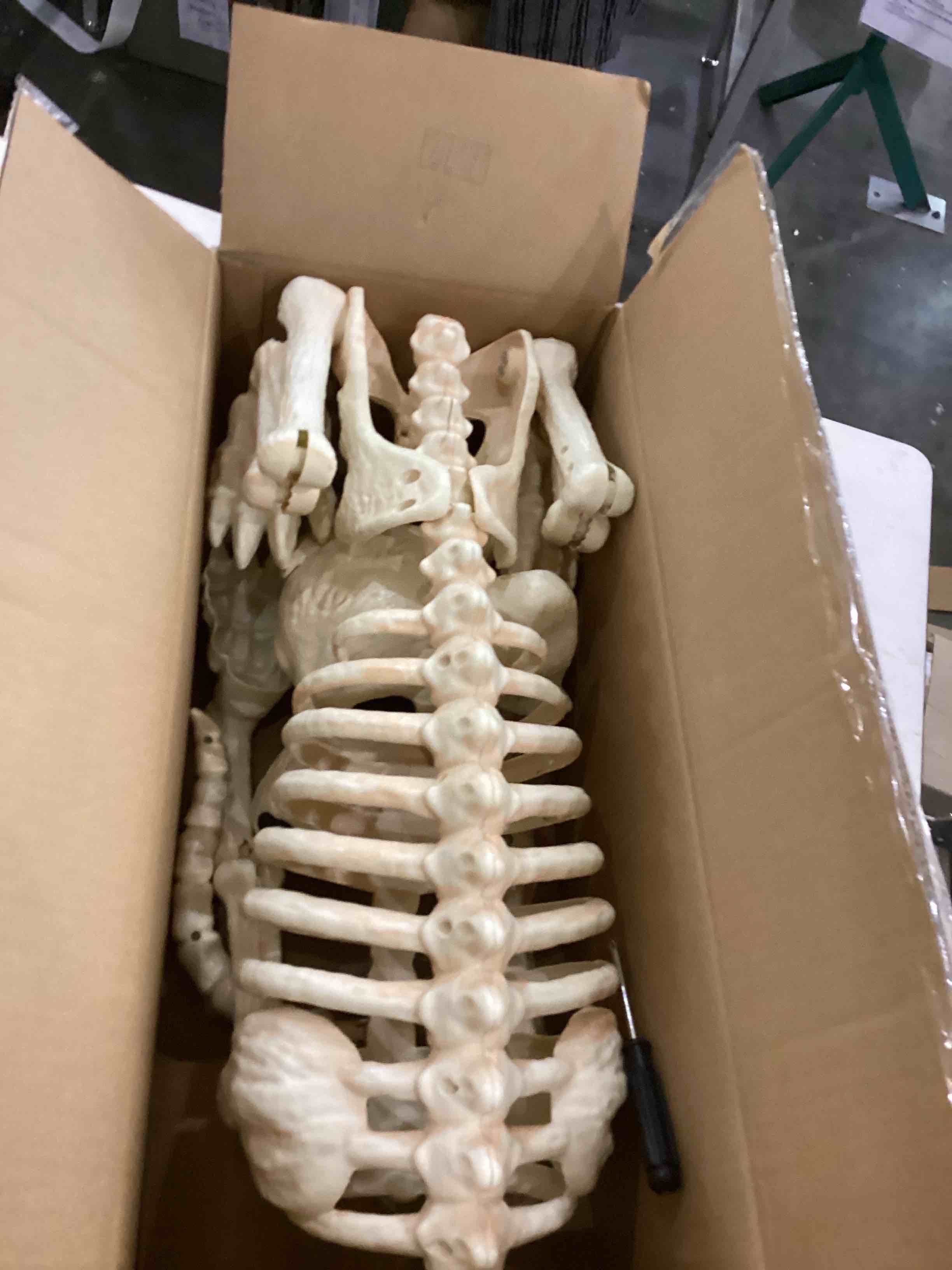 JOYIN Halloween Golden Retriever Skeleton 34” Animal Dog Plastic Skeleton with Movable Posable Joint