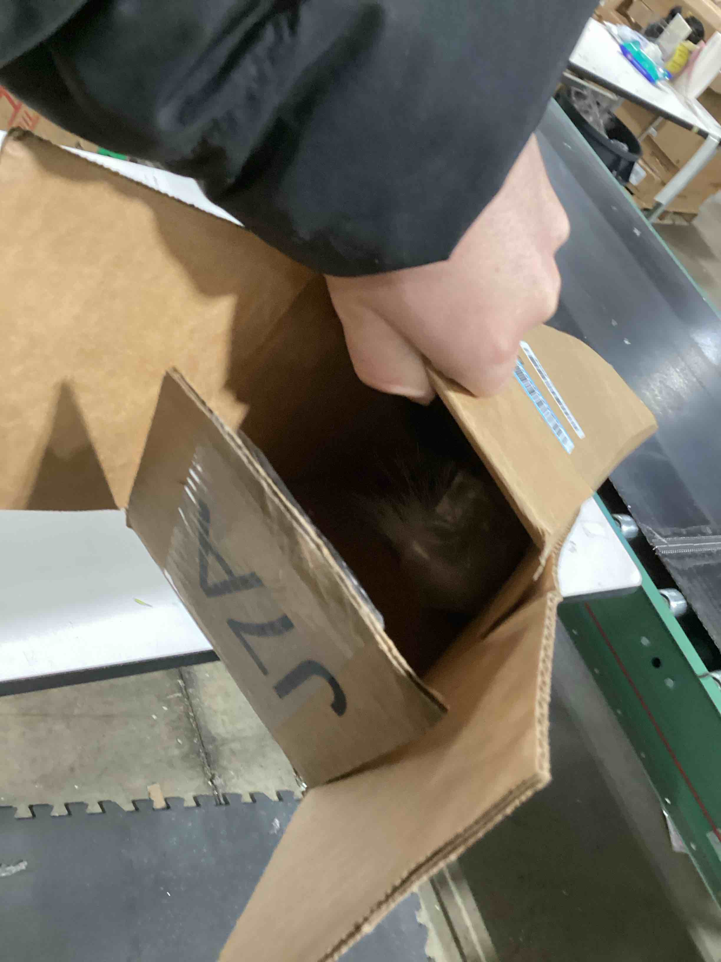 Condition photo showing As Is for Wertuirk 8 Pcs 45 inch Tall Faux Pampas Grass Decor, Large Artificial White Pompous Grass Bulk, Long