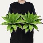 Fake Plants Artificial Agave Plants Indoor?UV Resistant Fake Agave Planters Outdoor Decorating Artificial Plants for Outdoors Decor Agave (2Pack,12.6' Green) Spring Decorations for Home