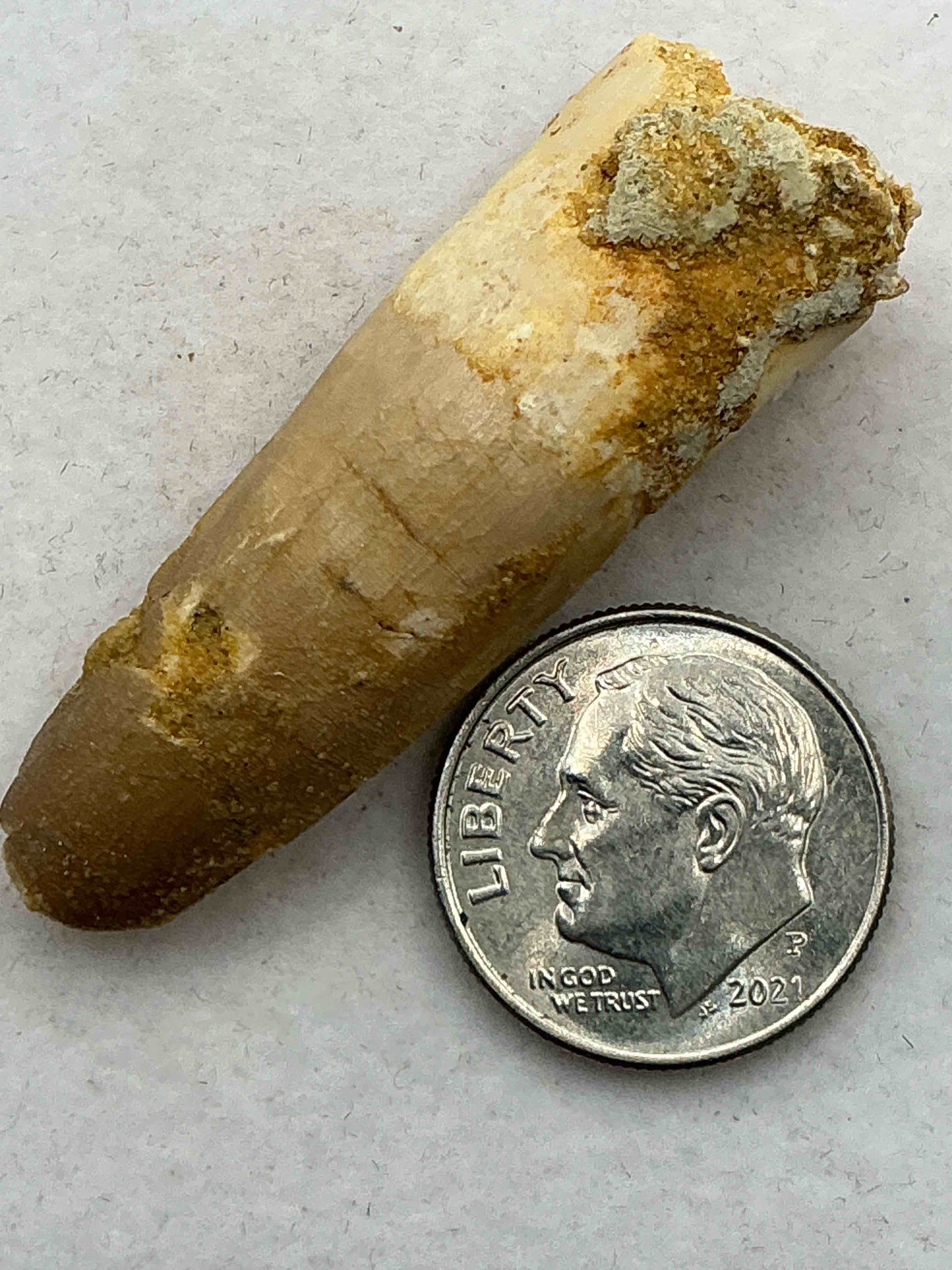 spinosaurus dinosaur tooth, genuine! wow! authentic fossilized spinosaurus tooth! this tooth is from a real, fossilized spinosaurs dinosaur, from the cretaceous period (living 112-97 million years ago!). tooth was dug from a fossil site in the kem kem region of eastern morocco. spinosaurus was larger than t rex & was likely the largest land dwelling meat-eating dinosaur ever. it is estimated to have been up to 49 feet in length & weighed seven to twenty tons! it had distinctive spines on it's back up to five feet long! tooth comes with cool display case! own a real, rare fossilized dinosaur tooth!