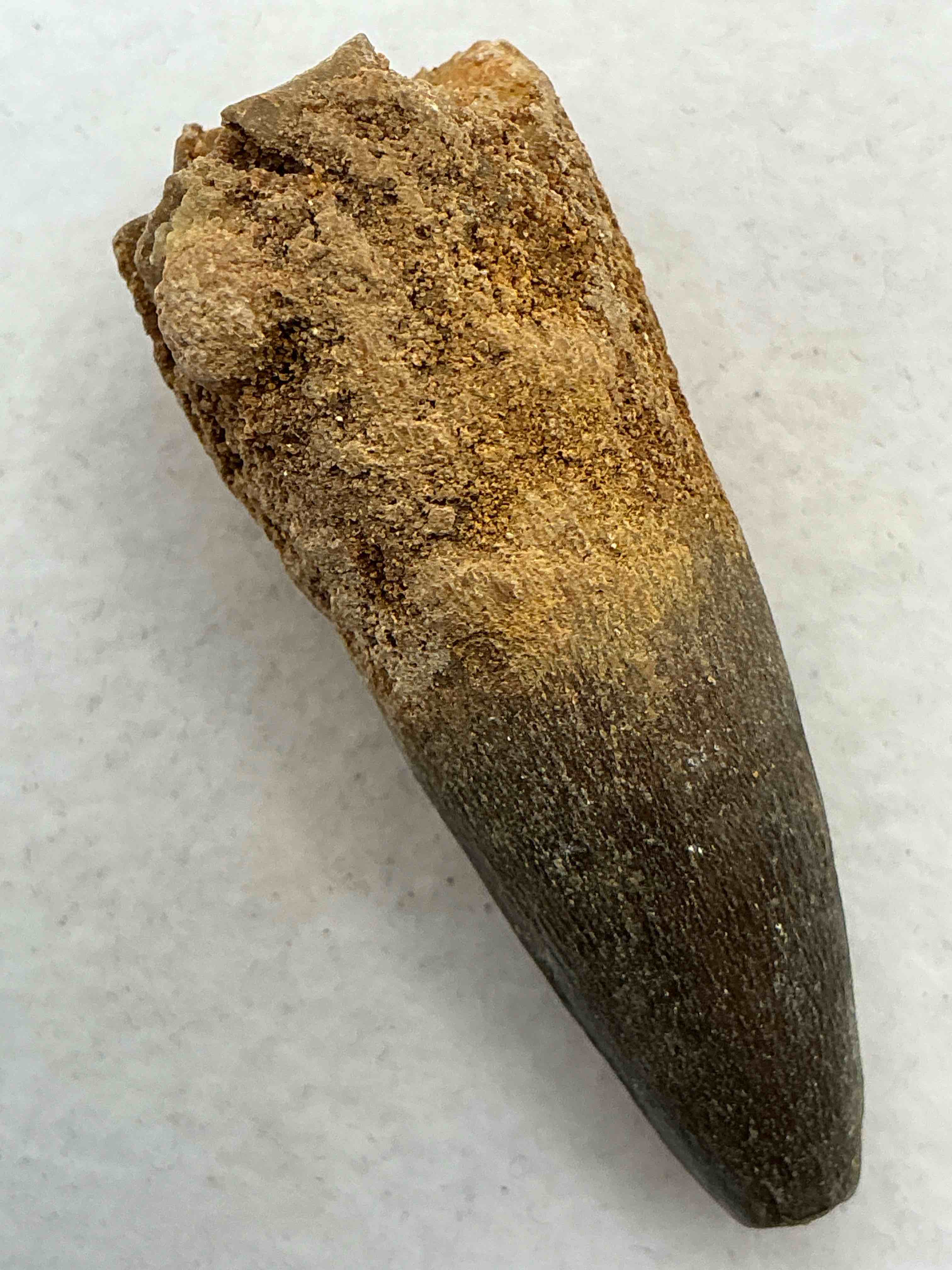 spinosaurus dinosaur tooth, genuine! wow! authentic fossilized spinosaurus tooth! this tooth is from a real, fossilized spinosaurs dinosaur, from the cretaceous period (living 112-97 million years ago!). tooth was dug from a fossil site in the kem kem region of eastern morocco. spinosaurus was larger than t rex & was likely the largest land dwelling meat-eating dinosaur ever. it is estimated to have been up to 49 feet in length & weighed seven to twenty tons! it had distinctive spines on it's back up to five feet long! tooth comes with cool display case! own a real, rare fossilized dinosaur tooth!