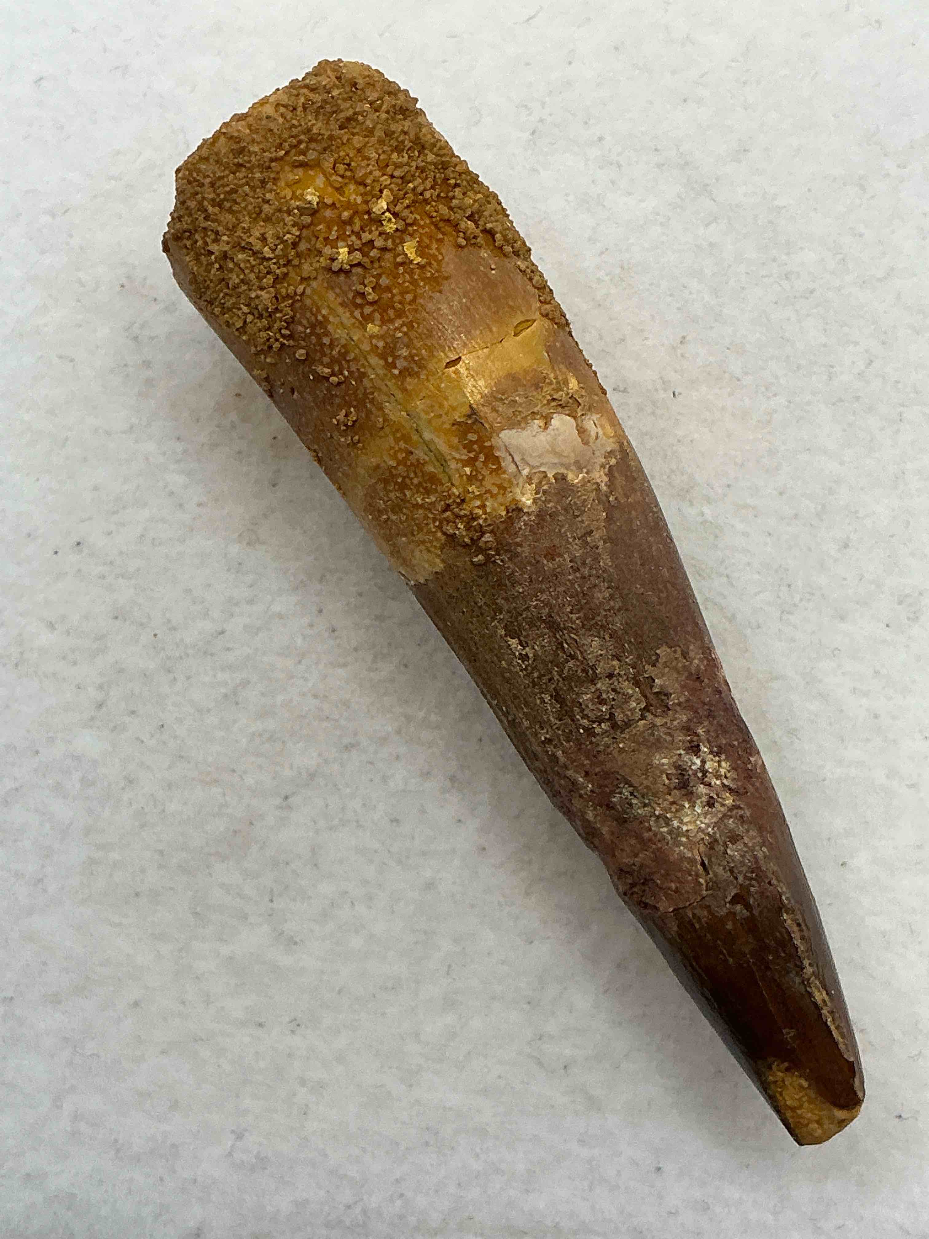spinosaurus dinosaur tooth, genuine! wow! authentic fossilized spinosaurus tooth! this tooth is from a real, fossilized spinosaurs dinosaur, from the cretaceous period (living 112-97 million years ago!). tooth was dug from a fossil site in the kem kem region of eastern morocco. spinosaurus was larger than t rex & was likely the largest land dwelling meat-eating dinosaur ever. it is estimated to have been up to 49 feet in length & weighed seven to twenty tons! it had distinctive spines on it's back up to five feet long! tooth comes with cool display case! own a real, rare fossilized dinosaur tooth!