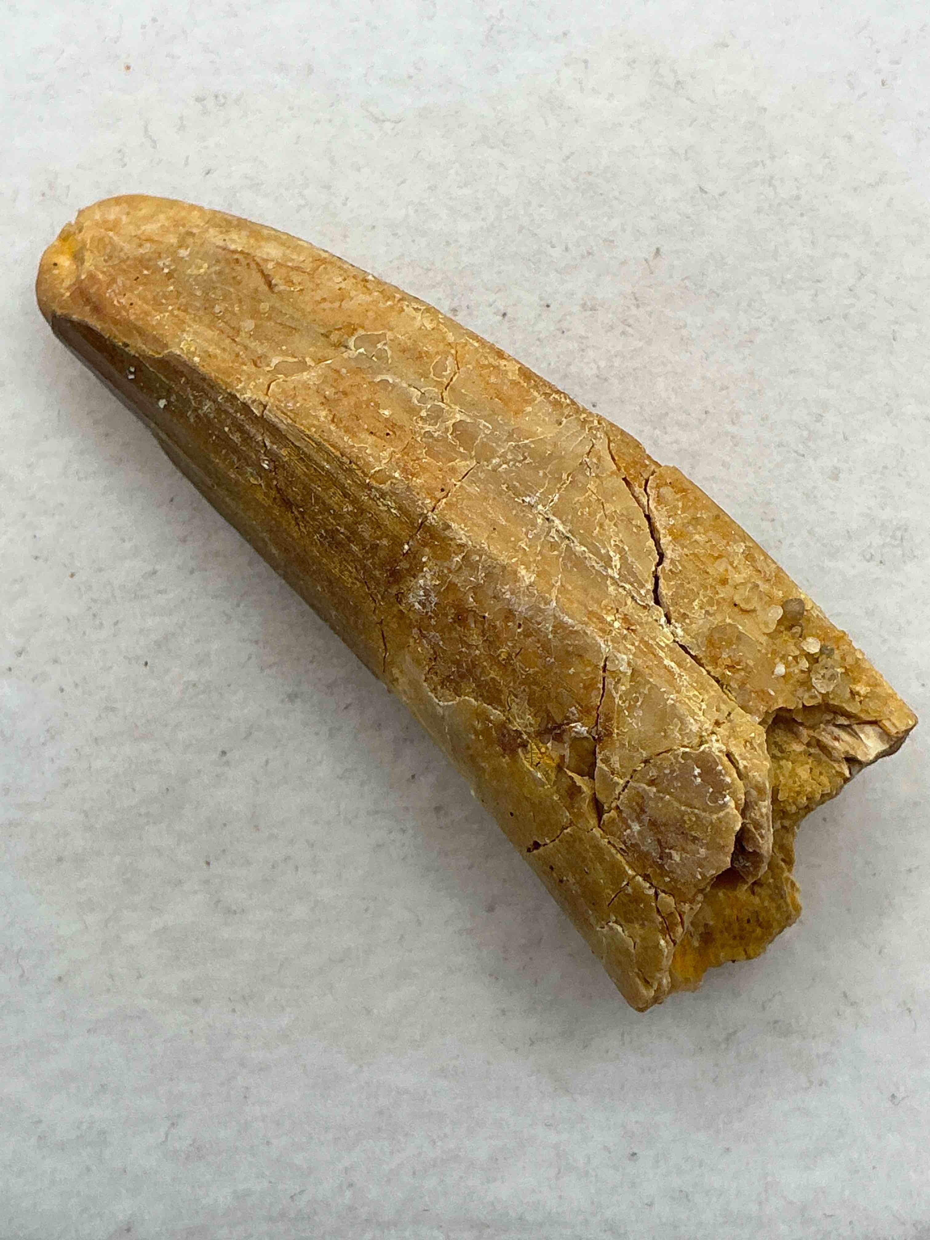 spinosaurus dinosaur tooth, genuine! wow! authentic fossilized spinosaurus tooth! this tooth is from a real, fossilized spinosaurs dinosaur, from the cretaceous period (living 112-97 million years ago!). tooth was dug from a fossil site in the kem kem region of eastern morocco. spinosaurus was larger than t rex & was likely the largest land dwelling meat-eating dinosaur ever. it is estimated to have been up to 49 feet in length & weighed seven to twenty tons! it had distinctive spines on it's back up to five feet long! tooth comes with cool display case! own a real, rare fossilized dinosaur tooth!