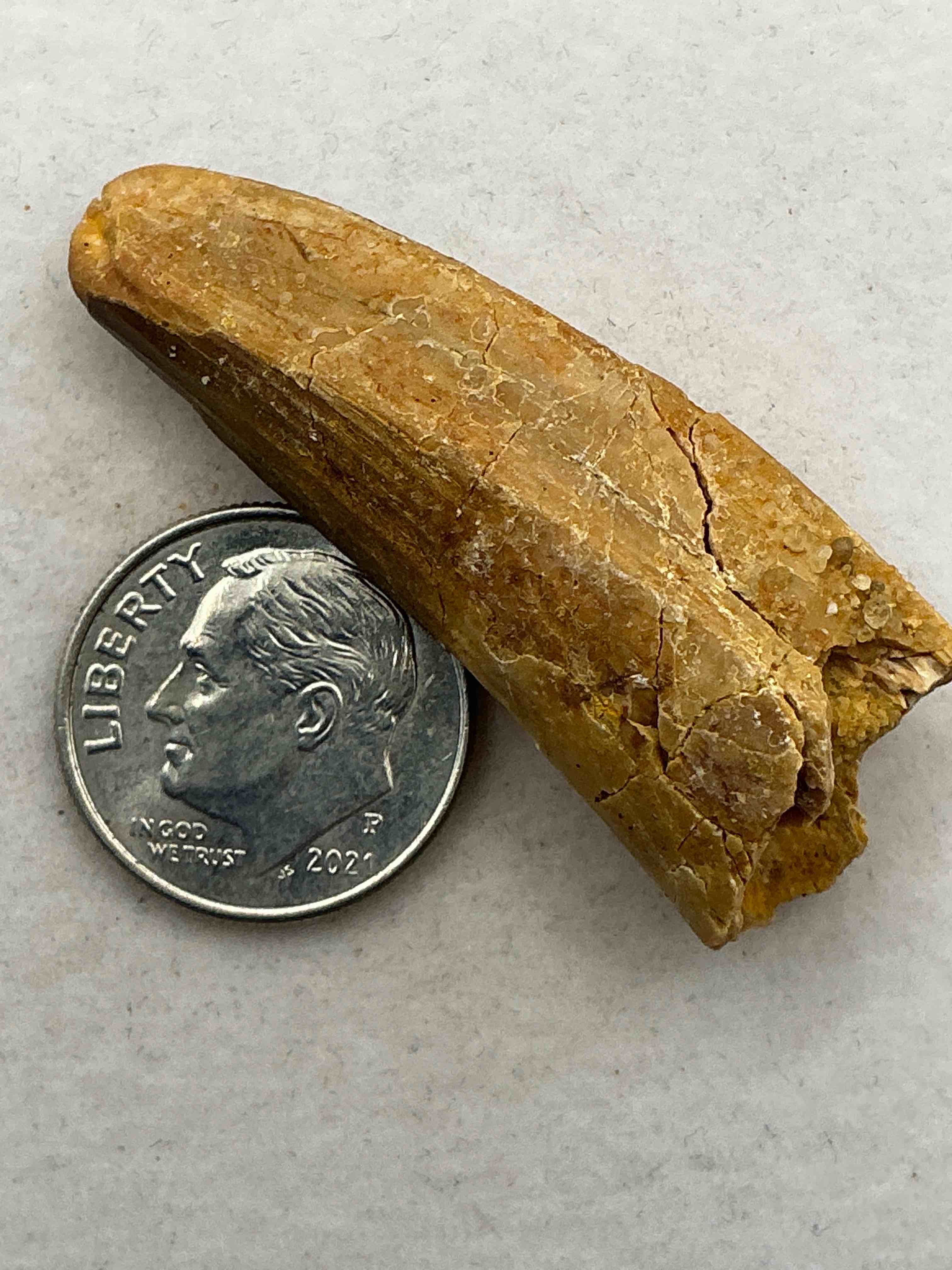 Condition photo showing Good Condition for spinosaurus dinosaur tooth, genuine! wow! authentic fossilized spinosaurus tooth! this tooth is from a real, fossilized spinosaurs dinosaur, from the cretaceous period (living 112-97 million years ago!). tooth was dug from a fossil site in the kem kem region of eastern morocco. spinosaurus was larger than t rex & was likely the largest land dwelling meat-eating dinosaur ever. it is estimated to have been up to 49 feet in length & weighed seven to twenty tons! it had distinctive spines on it's back up to five feet long! tooth comes with cool display case! own a real, rare fossilized dinosaur tooth!