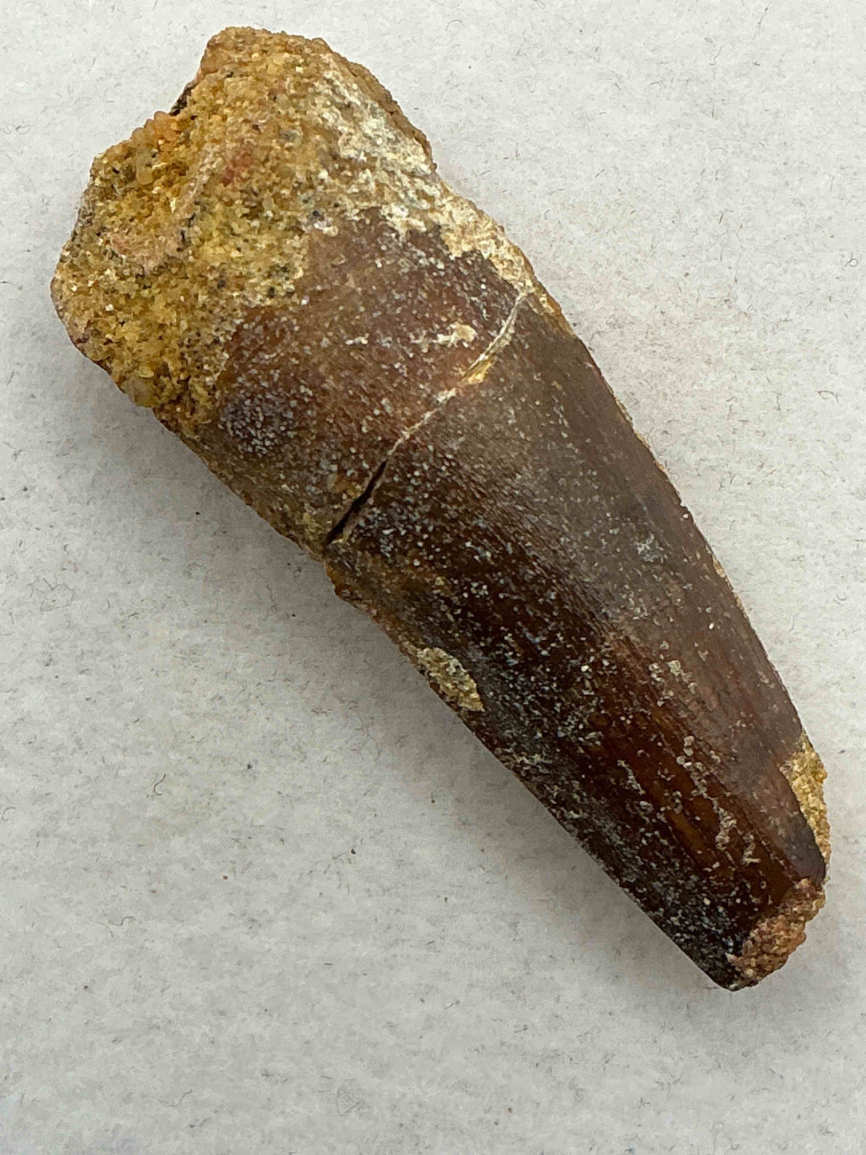 spinosaurus dinosaur tooth, genuine! wow! authentic fossilized spinosaurus tooth! this tooth is from a real, fossilized spinosaurs dinosaur, from the cretaceous period (living 112-97 million years ago!). tooth was dug from a fossil site in the kem kem region of eastern morocco. spinosaurus was larger than t rex & was likely the largest land dwelling meat-eating dinosaur ever. it is estimated to have been up to 49 feet in length & weighed seven to twenty tons! it had distinctive spines on it's back up to five feet long! tooth comes with cool display case! own a real, rare fossilized dinosaur tooth!