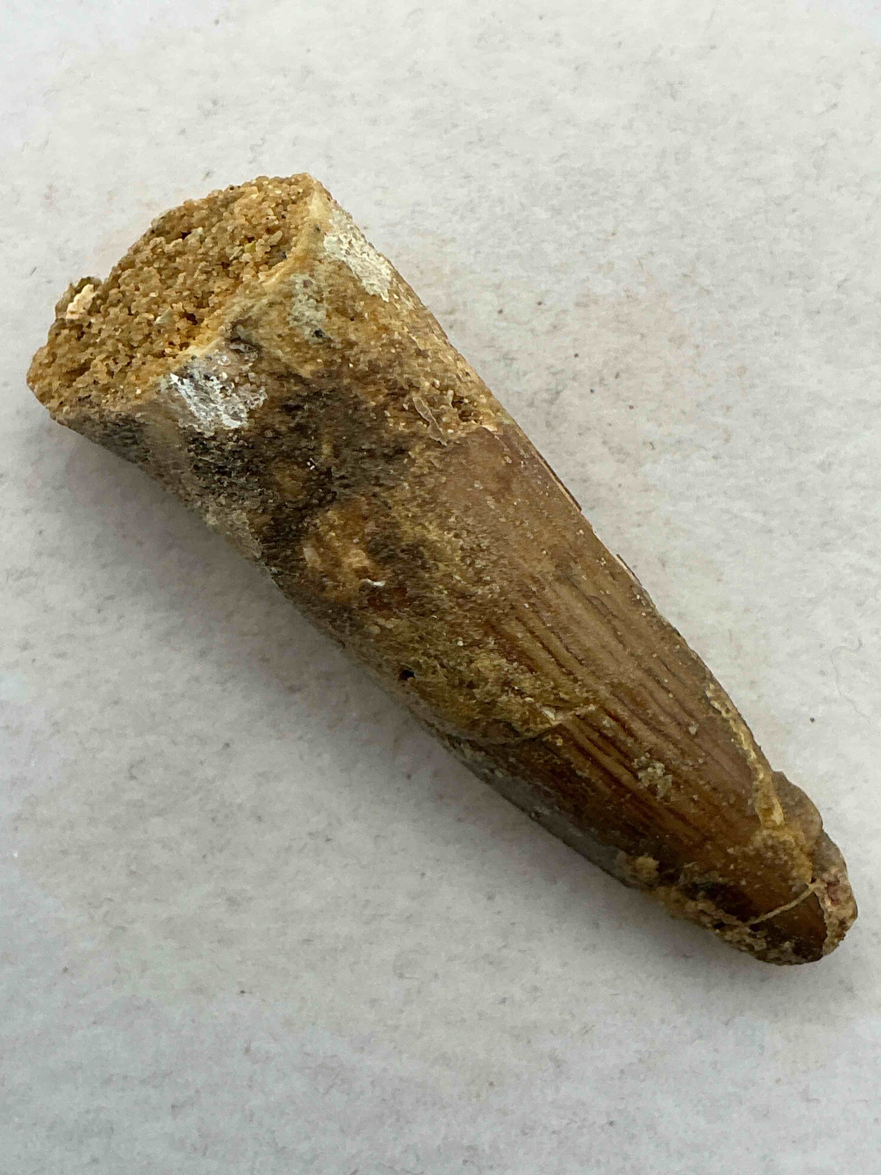 spinosaurus dinosaur tooth, genuine! wow! authentic fossilized spinosaurus tooth! this tooth is from a real, fossilized spinosaurs dinosaur, from the cretaceous period (living 112-97 million years ago!). tooth was dug from a fossil site in the kem kem region of eastern morocco. spinosaurus was larger than t rex & was likely the largest land dwelling meat-eating dinosaur ever. it is estimated to have been up to 49 feet in length & weighed seven to twenty tons! it had distinctive spines on it's back up to five feet long! tooth comes with cool display case! own a real, rare fossilized dinosaur tooth!