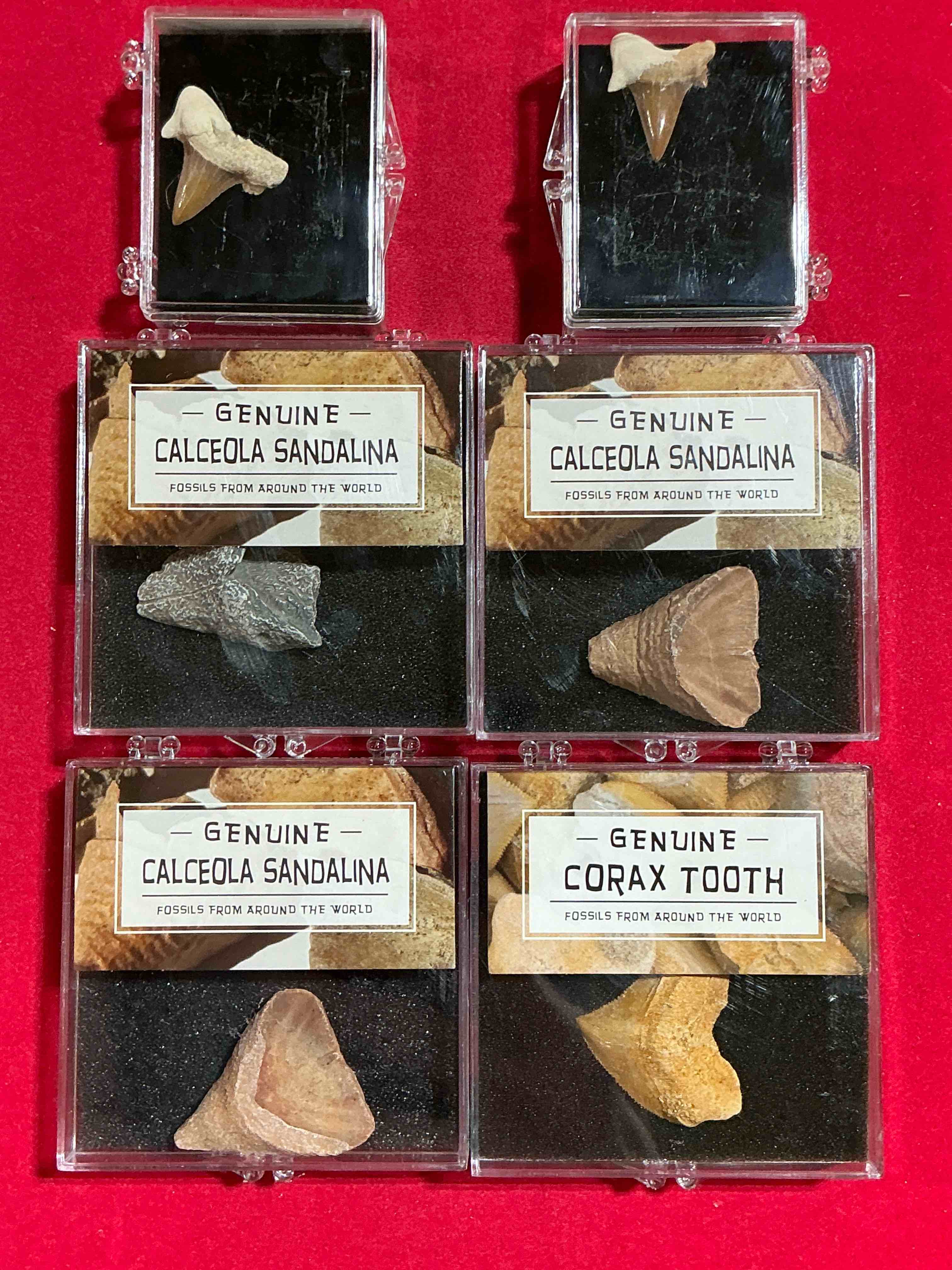 Condition photo showing Good Condition for fossil mania! genuine fossils in display cases spanning millions of years! cases have great info placard on back! a great variety of authentic fossils including mosasaurs tooth, million year old shark teeth & so much more! your chance to own genuine artifacts from millions of years ago!